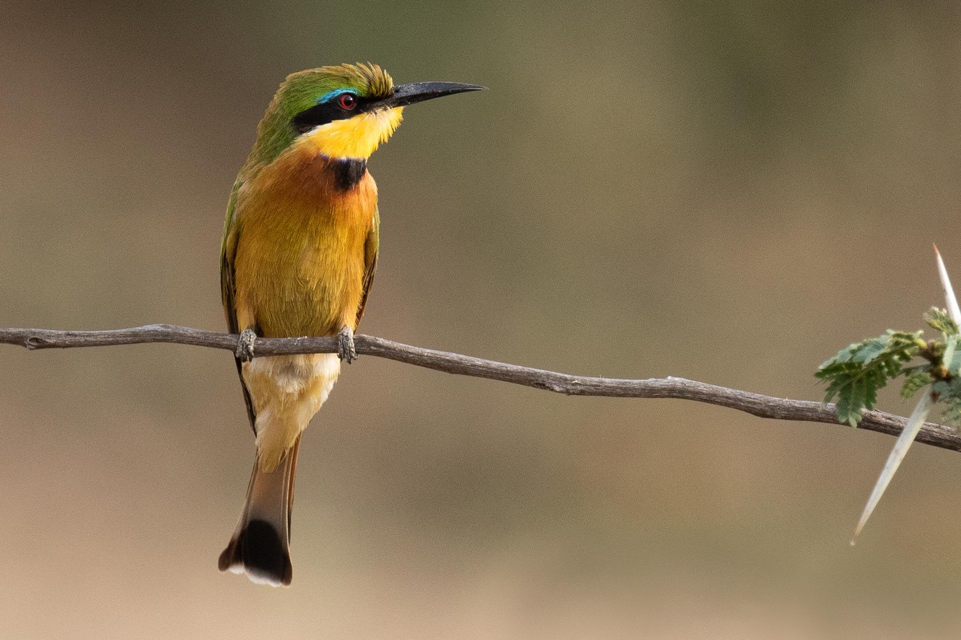 The blue-breasted bee-eater (Merops variegatus) The blue-breasted bee-eater, Merops variegatus, exhibits several physically defining characteristics of the Meropidae. It has a relatively large head, short neck, bright plumage, long curved slim sharp beak and a broad black eyestripe