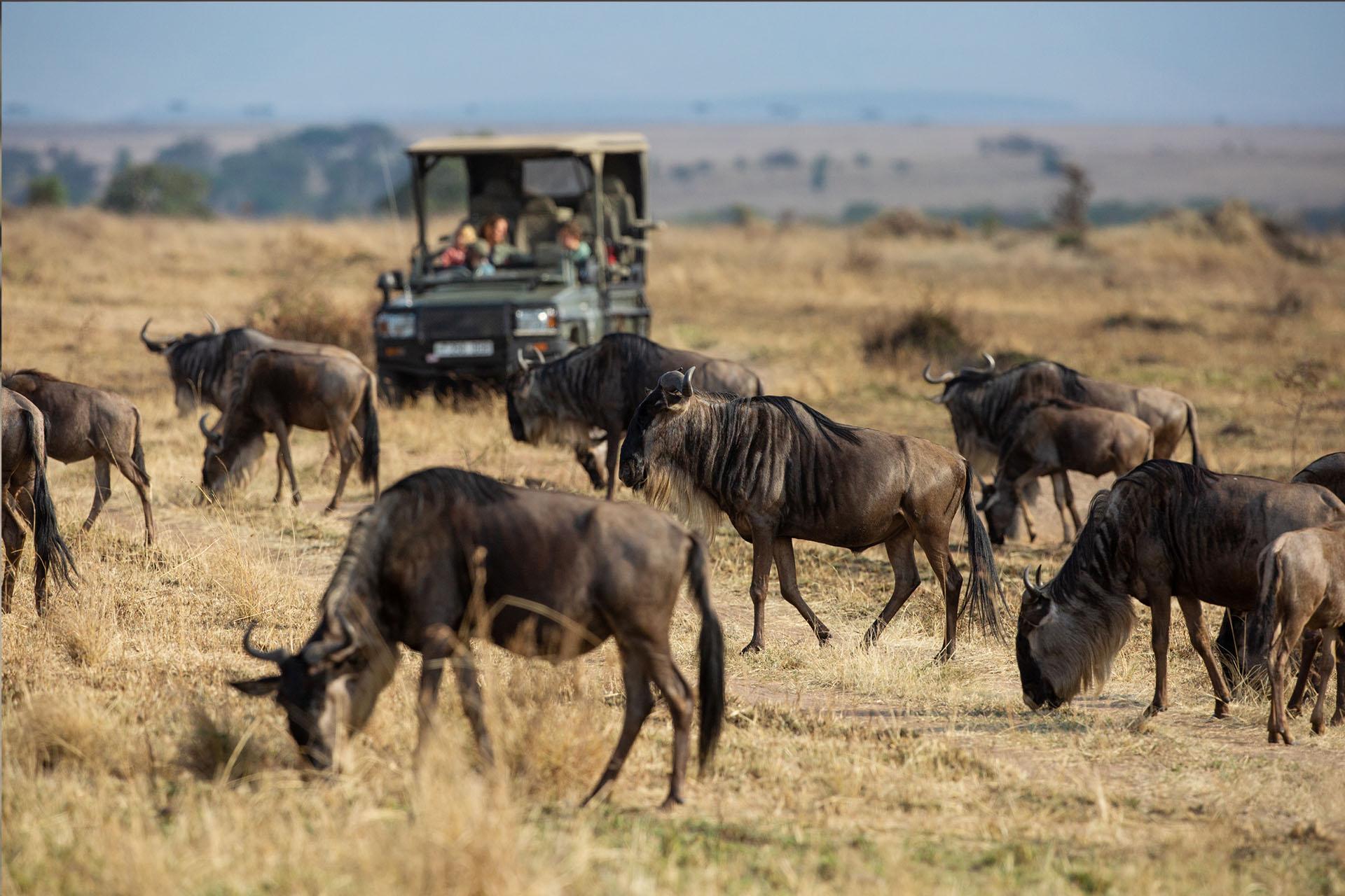 August has been a month of stepping into the flow of migration Magnificent migration crossings have been witnessed by the first guests of the Siringit Migration Camp