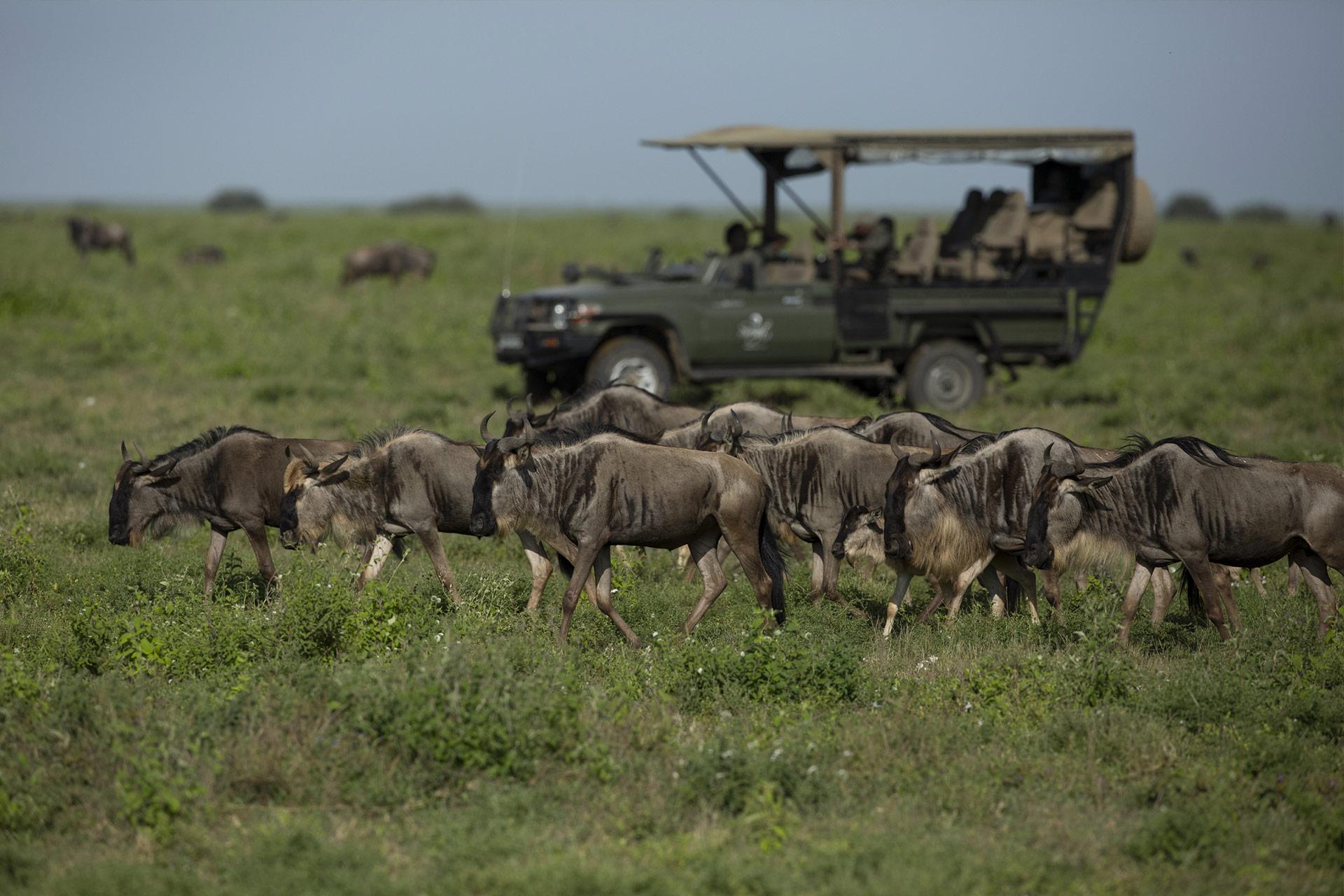 the largest annual migration of over 1.5 million blue wildebeest The Serengeti National Park is a national park in Tanzania that stretches over 14,763 km2 (5,700 sq mi). It is well known for the largest annual migration of over 1.5 million blue wildebeest