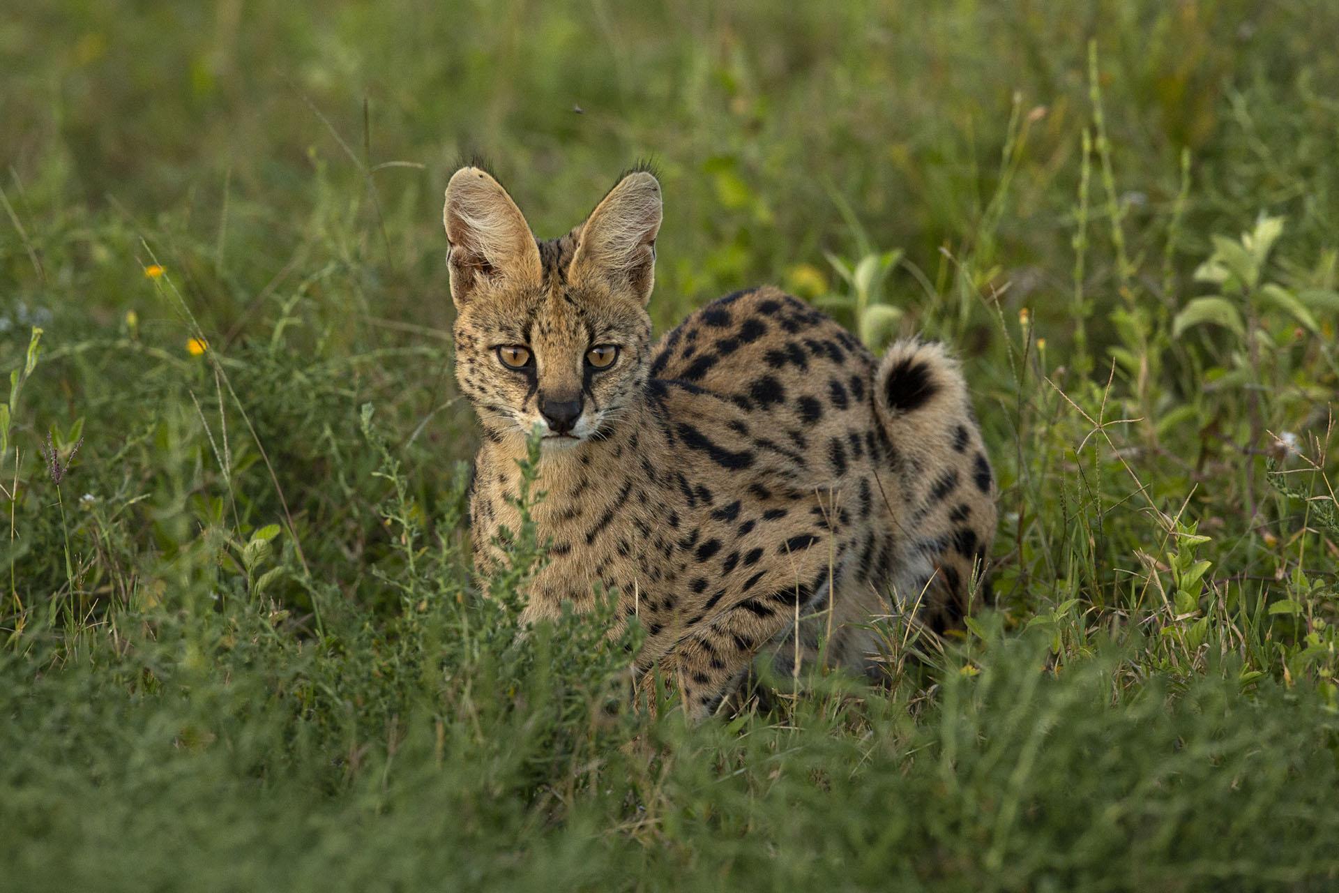 Serval in Ndutu area Serval in Ndutu area
