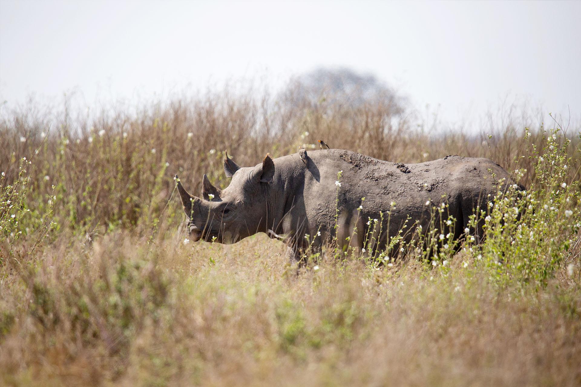 Today there are over fifty black rhinos breeding in the wild