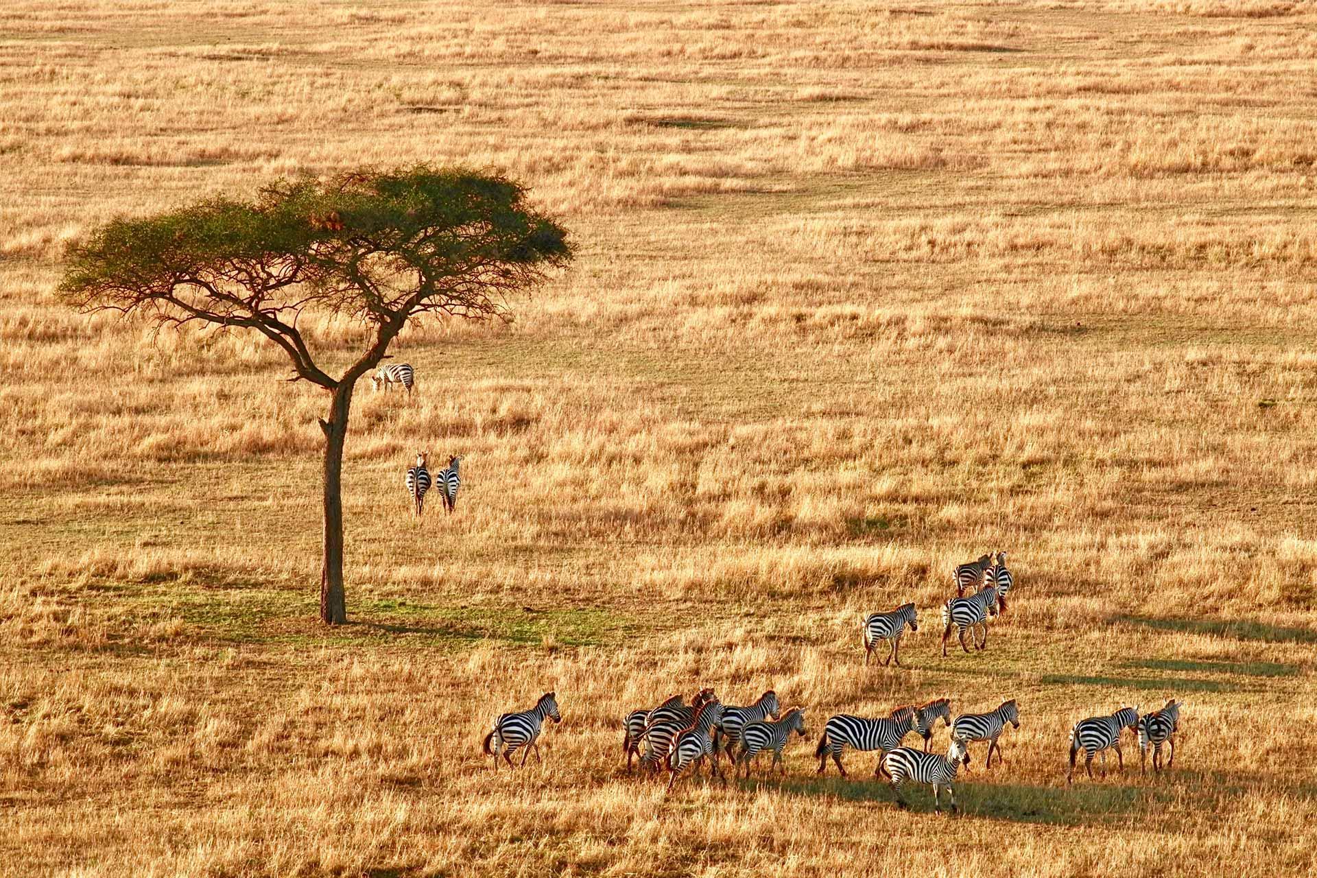 Herd of zebra taken from out of a balloon Photo by <a href=