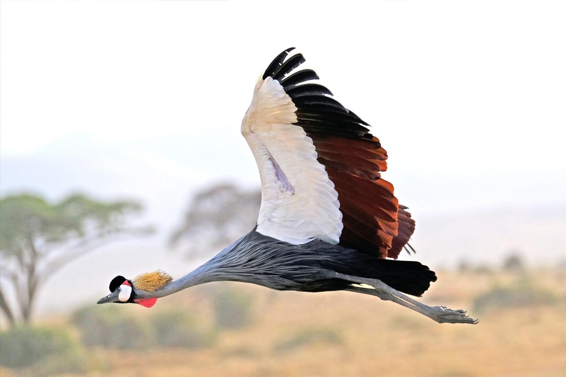 Crane in flight Photo by <a href=
